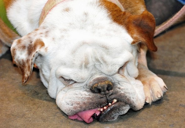 Many English bulldogs have dental problems due to the lower jaw pressing forward. Photo: State Farm/Flickr ................................................................................