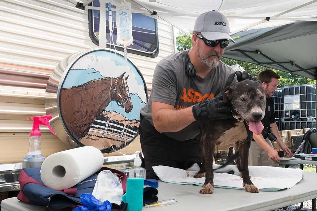BREAKING NEWS ASPCA Removes 41 Dogs From Tennessee Shelter
