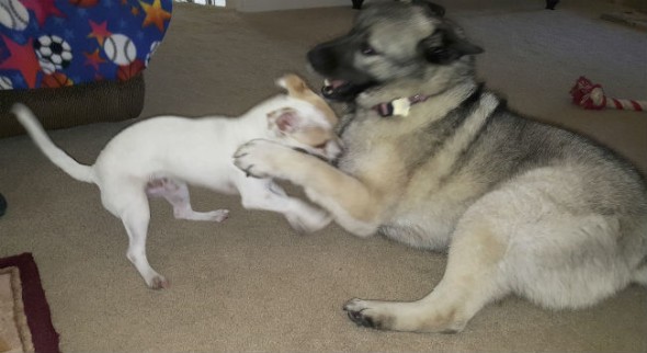 Bubba plays with his new (very) big sister, Stella, a Norwegian elkhound.