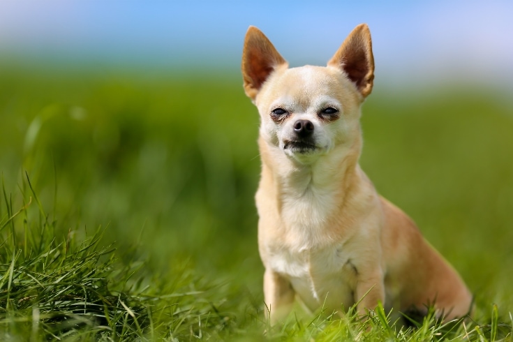 Chihuahua