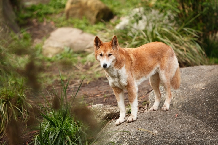 Dingo in the forest