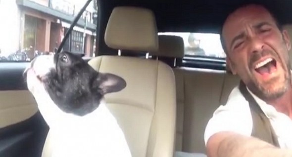 bulldog sings in car