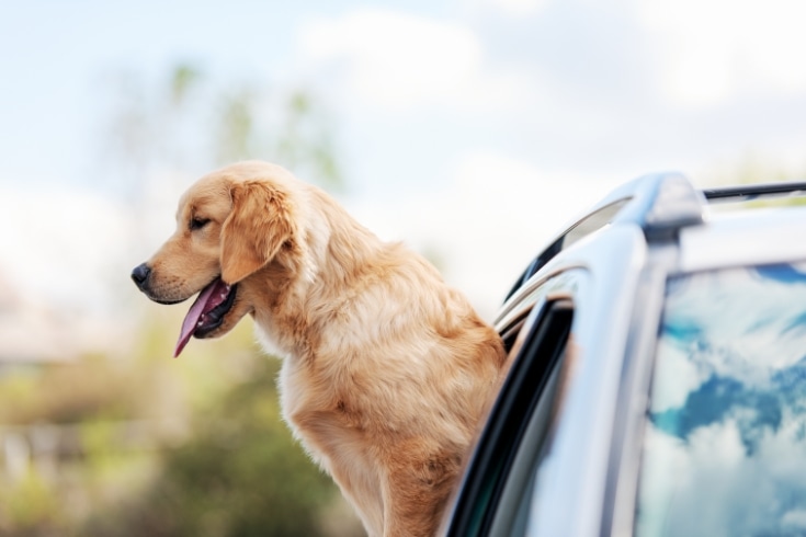 dog in a car