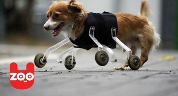 hoppa the legless dog