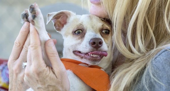Bubba had four months of drug treatment and was adopted on Wednesday. Photo: Mark Rightmire, OC Register 