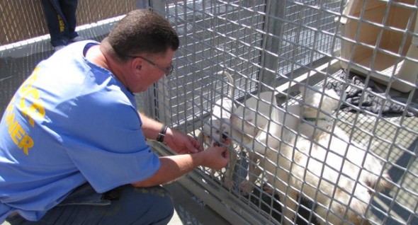 Photo: Deaf Dog Rescue of America .............................................................................. 