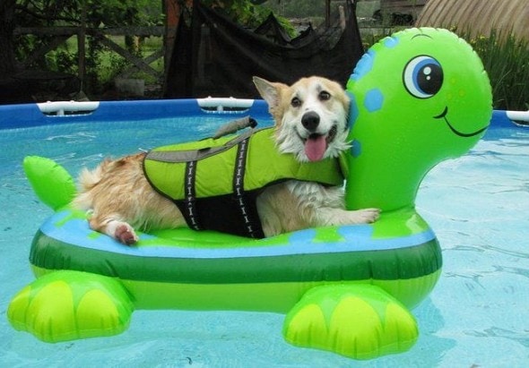 pool corgi 2