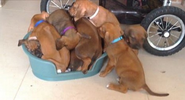 puppy pile