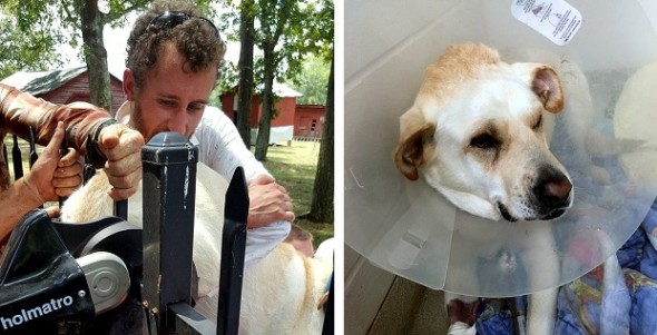 8.1.16 - Firefighters Rush to Save Dog Who Impaled Himself on a Fence8