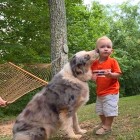 8.17.16 Heroic Dog Takes a Copperhead Bite to Save His Toddler