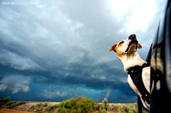 8.17.16 - Rescue Dog Is Living Her Dreams as a Storm Chaser1