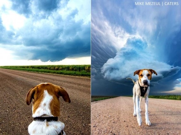 8.17.16 - Rescue Dog Is Living Her Dreams as a Storm Chaser3