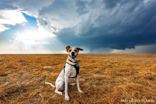 8.17.16 - Rescue Dog Is Living Her Dreams as a Storm Chaser6