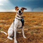 8.17.16 Rescue Dog Is Living Her Dreams as a Storm Chaser7