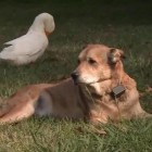 8.17.16 dog and duck