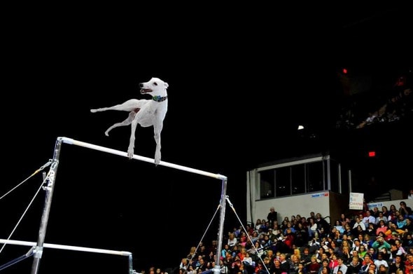 8.19.16 - Olympics9