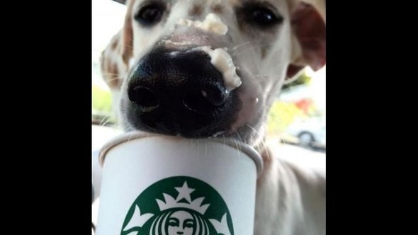 8.22.16 - Starbucks adoption3