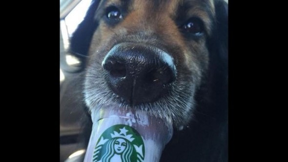 8.22.16 - Starbucks adoption4