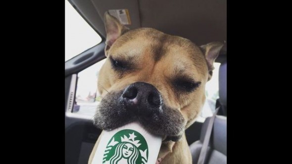 8.22.16 - Starbucks adoption6