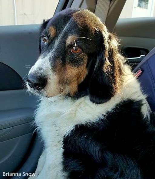 8.4.16 - Dog's Rescuer Adopts Him2