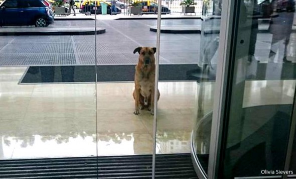 8.8.16 - Flight Attendant Adopts Hotel Dog0