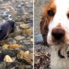 8.8.16 Hero Dog Saves the Life of a Stranded Baby Porpoise