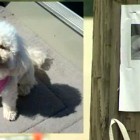 8.8.16 Missing Dog Recognizes Her Family on News1