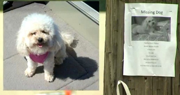 8.8.16 - Missing Dog Recognizes Her Family on News1