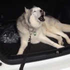 8.9.16 Zeus isnt happy about getting out of car