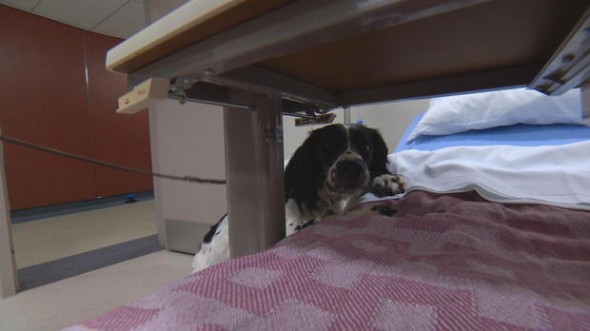 Angus will soon be a full-time employee at Vancouver General. (Photo: CBS News) 