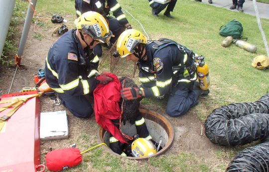 Sparky seemed in good shape as firefighters freed him from the drain. (Photo: OCFD) 