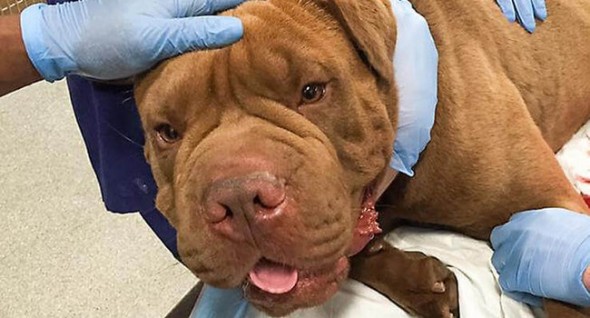 Fellony received care at the MSPCA’s Angell Animal Medical Center in Boston. (Photo: Boston Herald) 