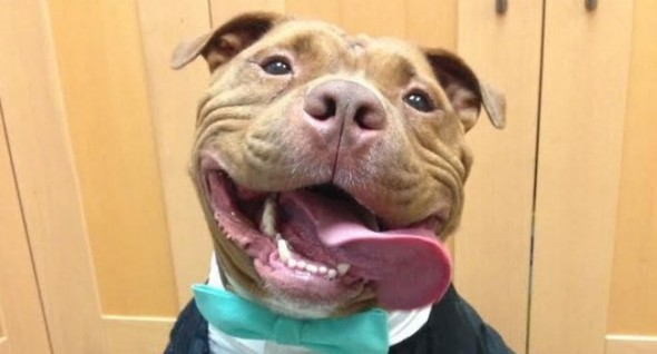 The face that delights 33,000 followers. (Photo: Instagram/Loveabullisa)