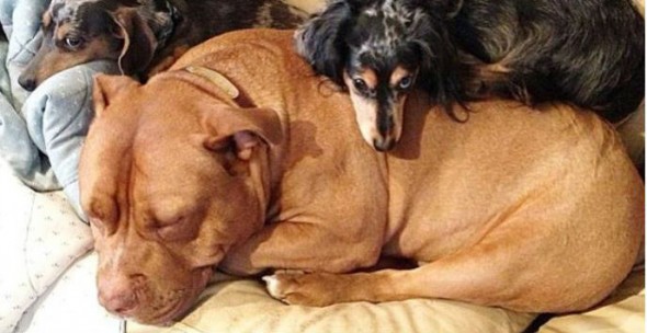 Meatball is nothing if not snugg-a-bull. (Photo: Instagram/Loveabullisa)