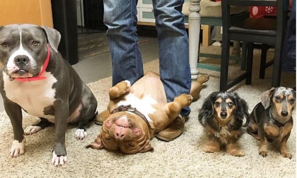 Sometimes Meatball is a "ham" ball. (Photo: Instagram/Loveabullisa)