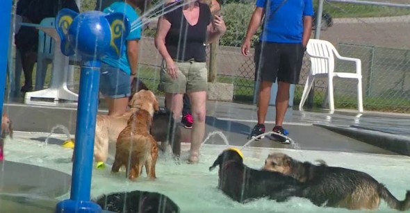 9.1.16 - dog at water parkFEAT