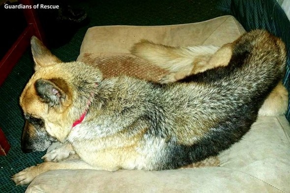 9-12-16-guardians-of-rescue-in-louisiana-flood0