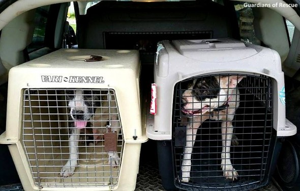 9-12-16-guardians-of-rescue-in-louisiana-flood10