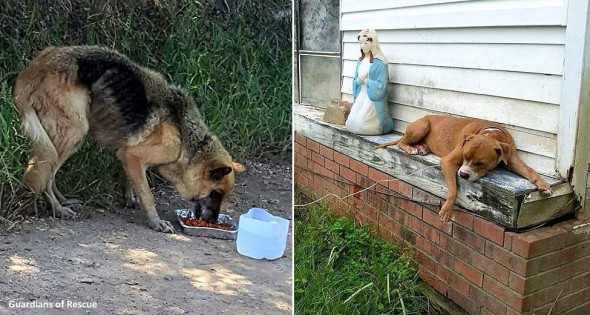 9-12-16-guardians-of-rescue-in-louisiana-flood21