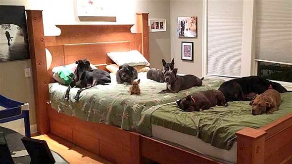 9-13-16-colossal-bed-for-eight-dogs5