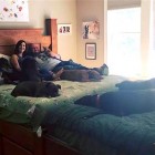 9.13.16 Colossal Bed for Eight Dogs7