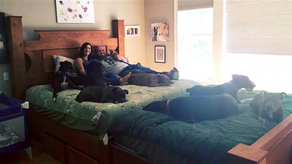9-13-16-colossal-bed-for-eight-dogs7