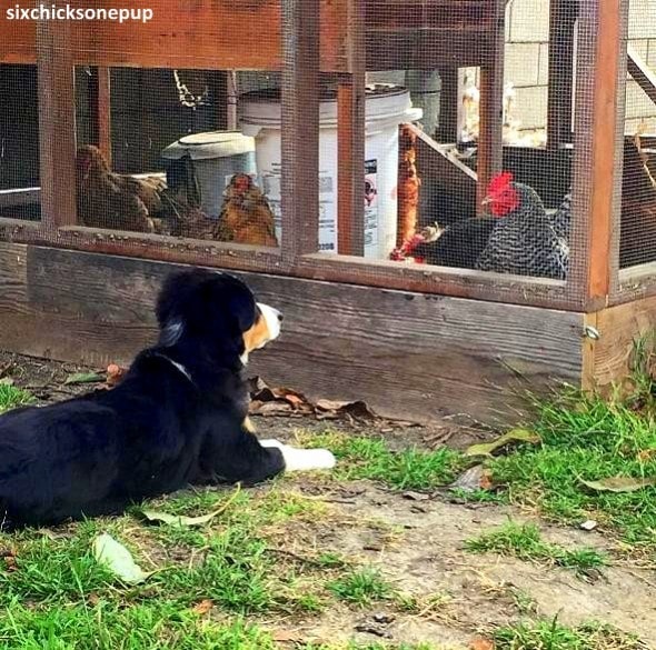 9-16-17-chickens-wont-accept-puppy-sister1
