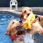 9.2.16 dogs rubber chicken pool