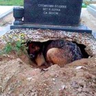 9.21.16 The Real Story Behind the Dog Who Dug a Hole in Her Owners Grave10