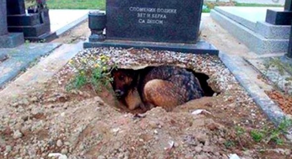 9-21-16-the-real-story-behind-the-dog-who-dug-a-hole-in-her-owners-grave10