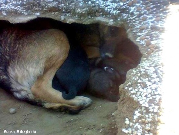 9-21-16-the-real-story-behind-the-dog-who-dug-a-hole-in-her-owners-grave2