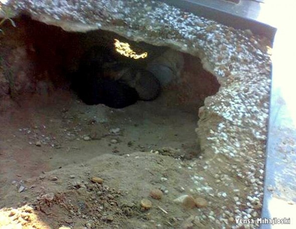 9-21-16-the-real-story-behind-the-dog-who-dug-a-hole-in-her-owners-grave3