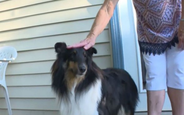 Survivor: Milden's dog will make it, but she hopes the next time she sees a bear in the yard, it will be from her kitchen window. (Photo: CNN Newsource) 