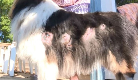 The collie's injuries were nasty, but they are all healing. (Photo: CNN Newsource) 